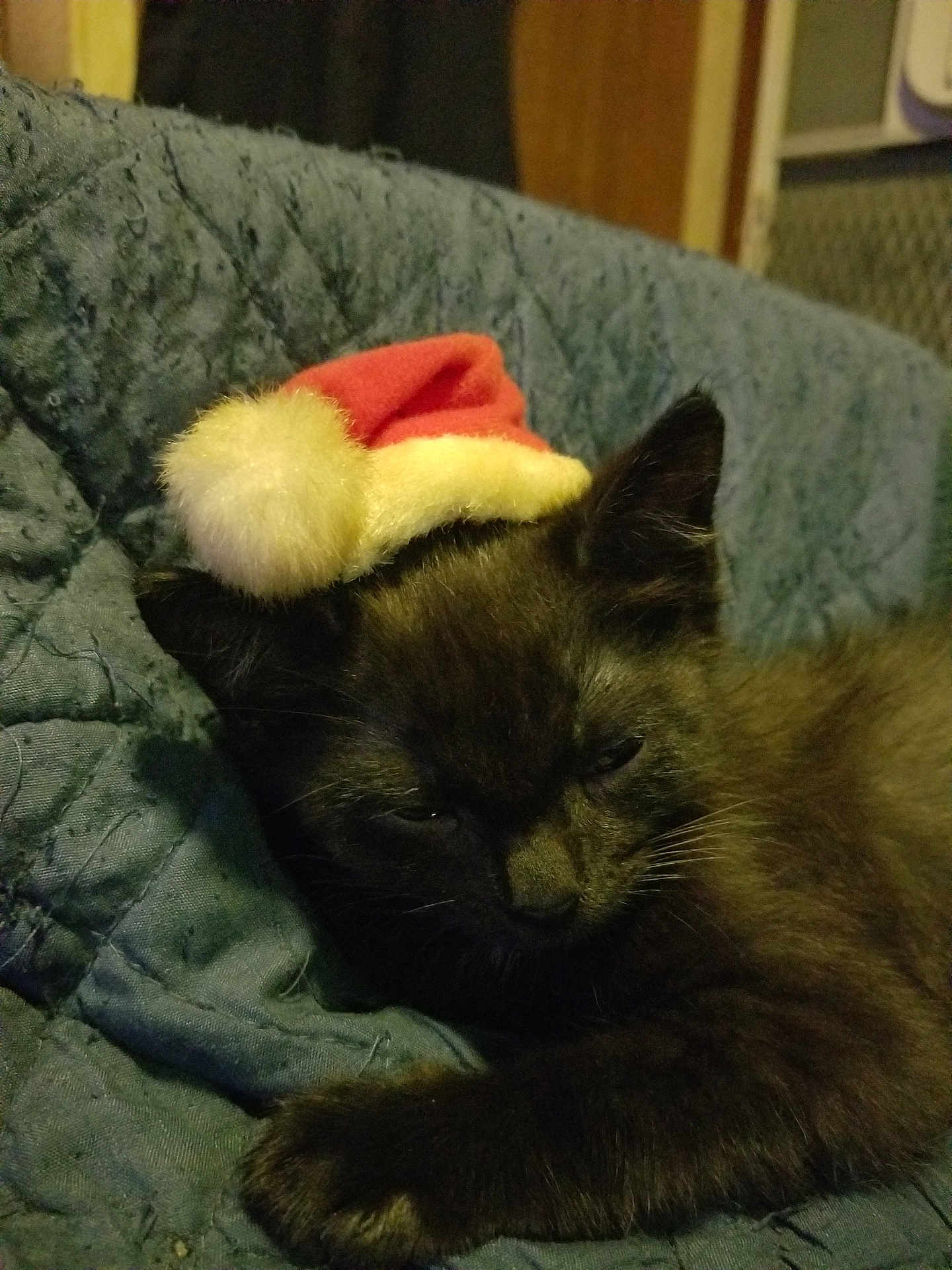 Bunny joined the competition — help win amazing prizes! cat, kitten, black_cat, sleeping, santa_hat, holiday, blue_blanket, cozy, indoor, pet, feline, resting, cute, animal, fur, whiskers, paw, domestic_cat, warm, soft