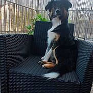 Tao participe au concours pour gagner de l'argent avec cette photo : dog, black_dog, sitting, chair, woven_chair, patio, outdoor, fence, bamboo_fence, pet, animal, fur, tail, ears, alert, looking, calm, daylight, plant, greenery