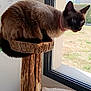 Rox a rejoint le concours — aidez-le/la à gagner de superbes lots ! cat, siamese_cat, wood, cat_tree, window, indoor, sunlight, furniture, pet, animal, looking_out, garden, house, collar, tree_stump, natural_light, brown, beige, curious, resting