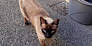 Rox a rejoint le concours — aidez-le/la à gagner de superbes lots ! cat, siamese_cat, animal, pet, walking, gravel, outdoor, wall, bucket, container, curious, feline, four_legs, tail, ears, closeup, daylight, nature, texture, sidewalk