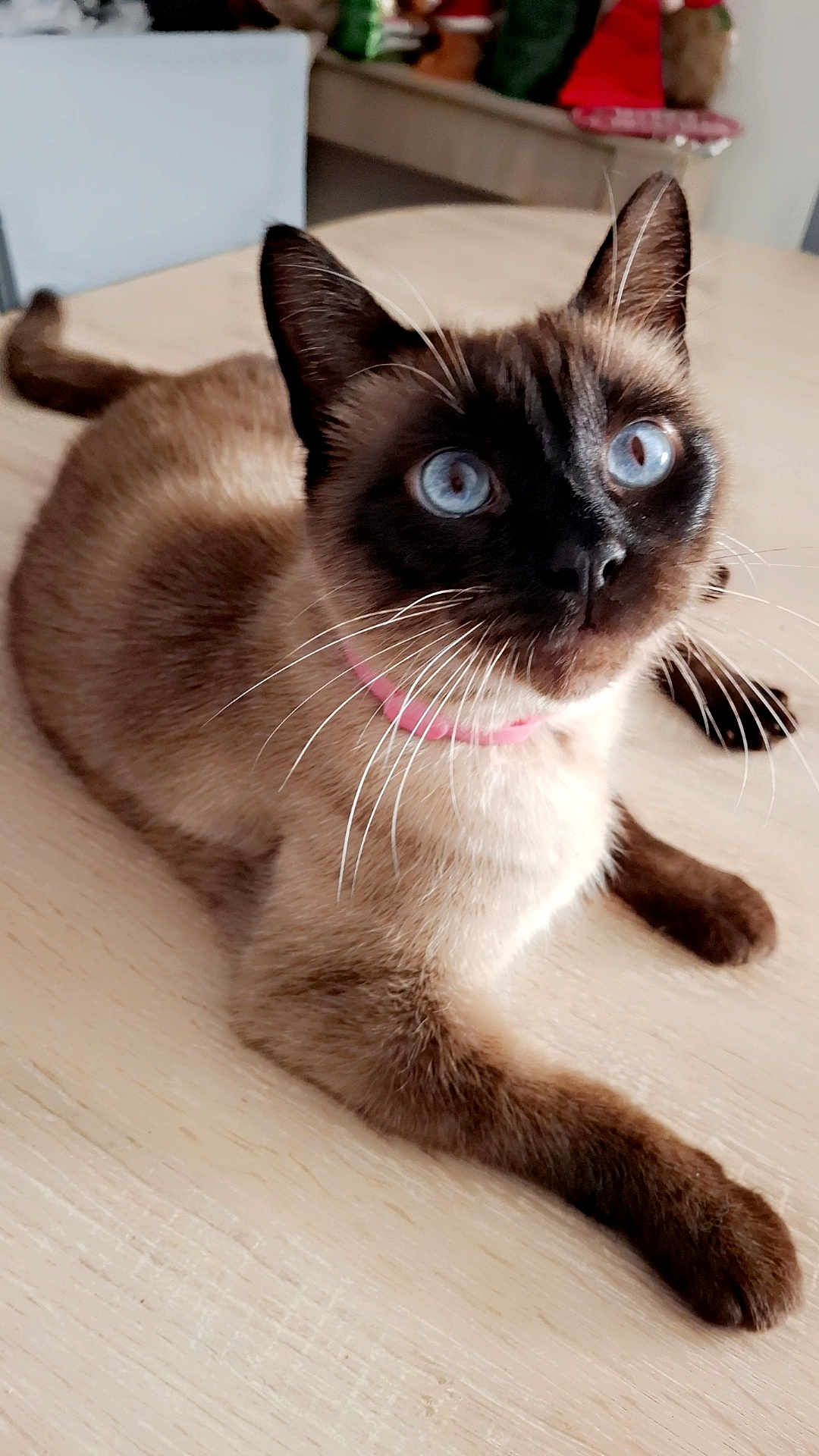 Rox participe au concours pour gagner de l'argent avec cette photo : cat, siamese_cat, pet, blue_eyes, pink_collar, whiskers, fur, animal, domestic_animal, indoor, wooden_surface, closeup, mammal, cute, portrait, relaxed, alert, feline, table, laying_down
