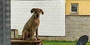 Uggy participe au concours pour gagner de l'argent avec cette photo : dog, wooden_table, plastic_chair, backyard, grass, concrete, window, curtain, fence, pet, outdoor, domestic, animal, sitting, daytime, house, wall, window_grill, furniture, nature