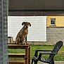 dog, wooden_table, plastic_chair, backyard, grass, concrete, window, curtain, fence, pet, outdoor, domestic, animal, sitting, daytime, house, wall, window_grill, furniture, nature