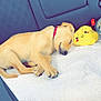 puppy, dog, sleeping, car_interior, backseat, blanket, plush_toy, yellow, cute, collar, pet, cozy, resting, animal, young_dog, fur, paw, nose, domestic_animal, relaxation