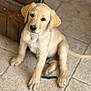 puppy, dog, young_dog, light_brown, sitting, tilted_head, indoors, tile_floor, wooden_door, curious, cute, pet, animal, canine, fur, ears, close_up, looking_up, portrait, companion