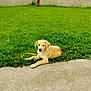 dog, puppy, grass, outdoor, labrador, yellow_dog, pet, animal, concrete, tree, palm_tree, wall, greenery, nature, young_dog, canine, relaxed, calm, summer, daytime