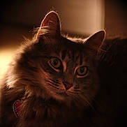 Nova joined the competition — help win amazing prizes! animal, cat, close_up, collar, cozy, cute, domestic_cat, ears, eyes, feline, fluffy, fur, heart_tag, indoor, mammal, pet, portrait, soft_light, warm_light, whiskers