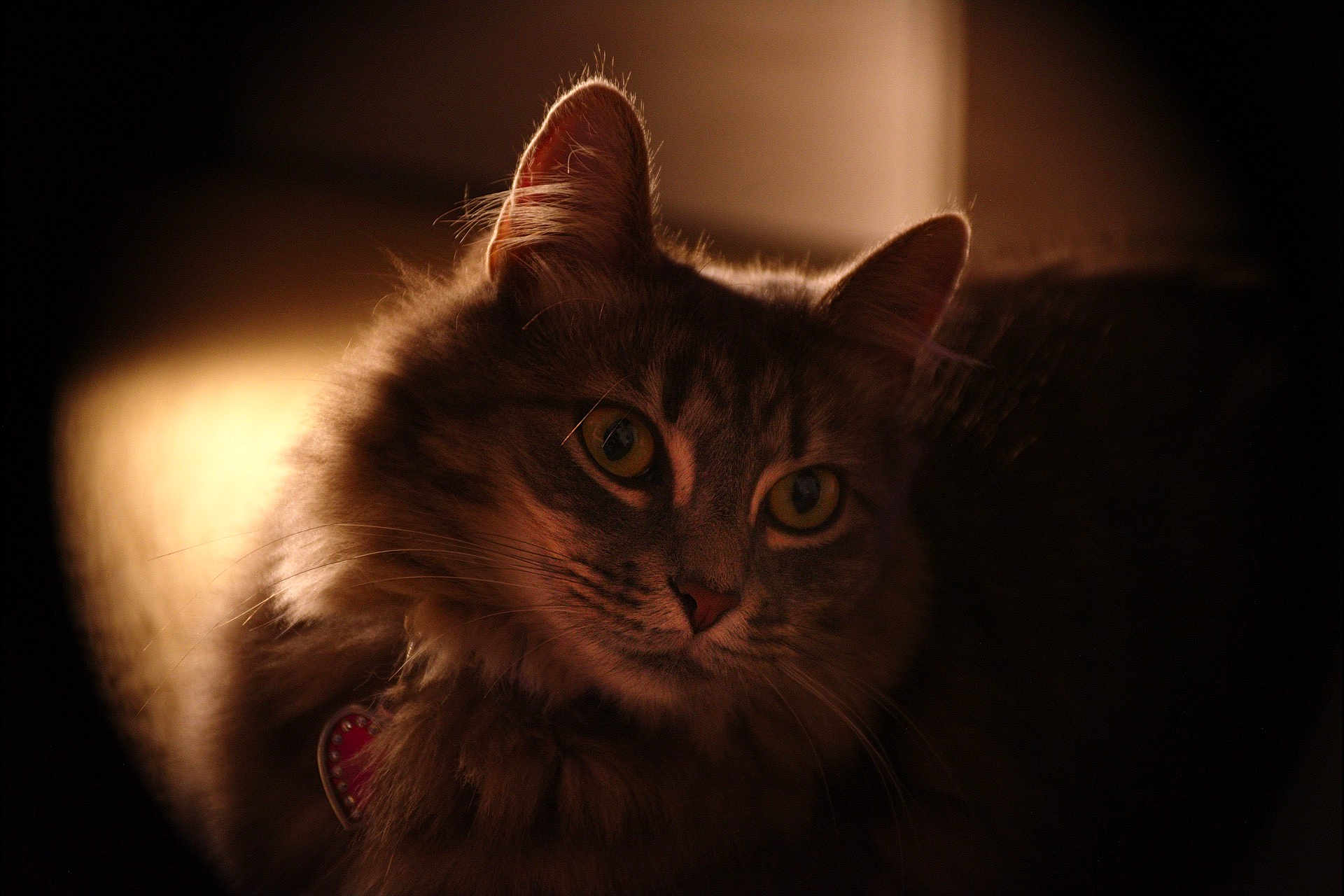 Nova