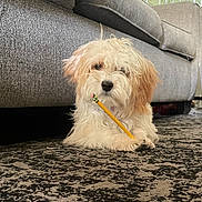 Penny is registered to the contest to win money with this photo: dog, carpet, pencil, furniture, indoor, pet, gray_couch, fluffy, white_dog, brown_ears, lying_down, front_paws, home, curtains, close_up, cute, animal, relaxed, domestic, cozy
