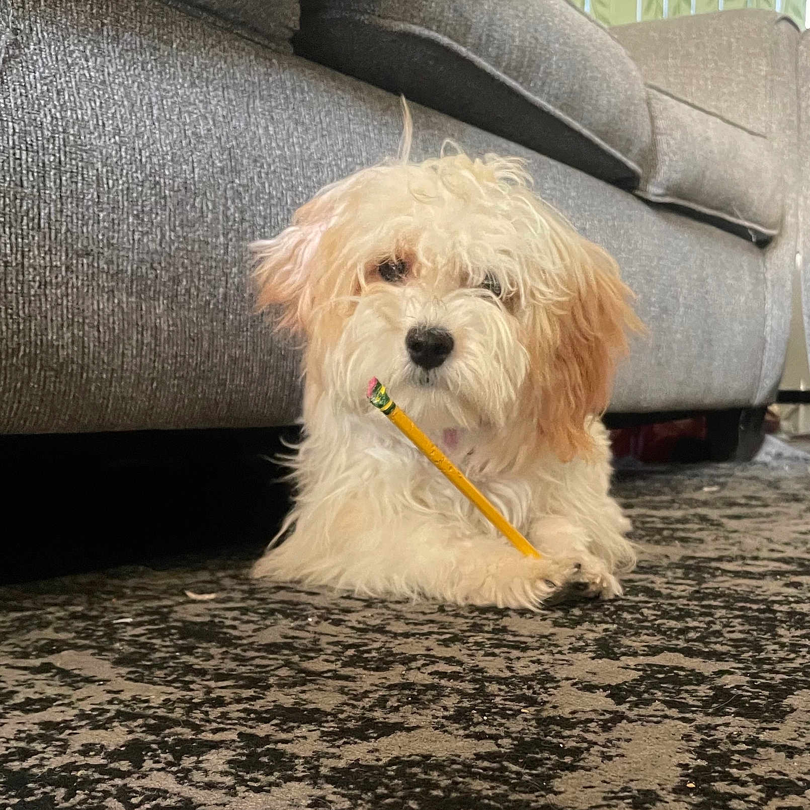 Penny is registered to the contest to win money with this photo: animal, brown_ears, carpet, close_up, cozy, curtains, cute, dog, domestic, fluffy, front_paws, furniture, gray_couch, home, indoor, lying_down, pencil, pet, relaxed, white_dog