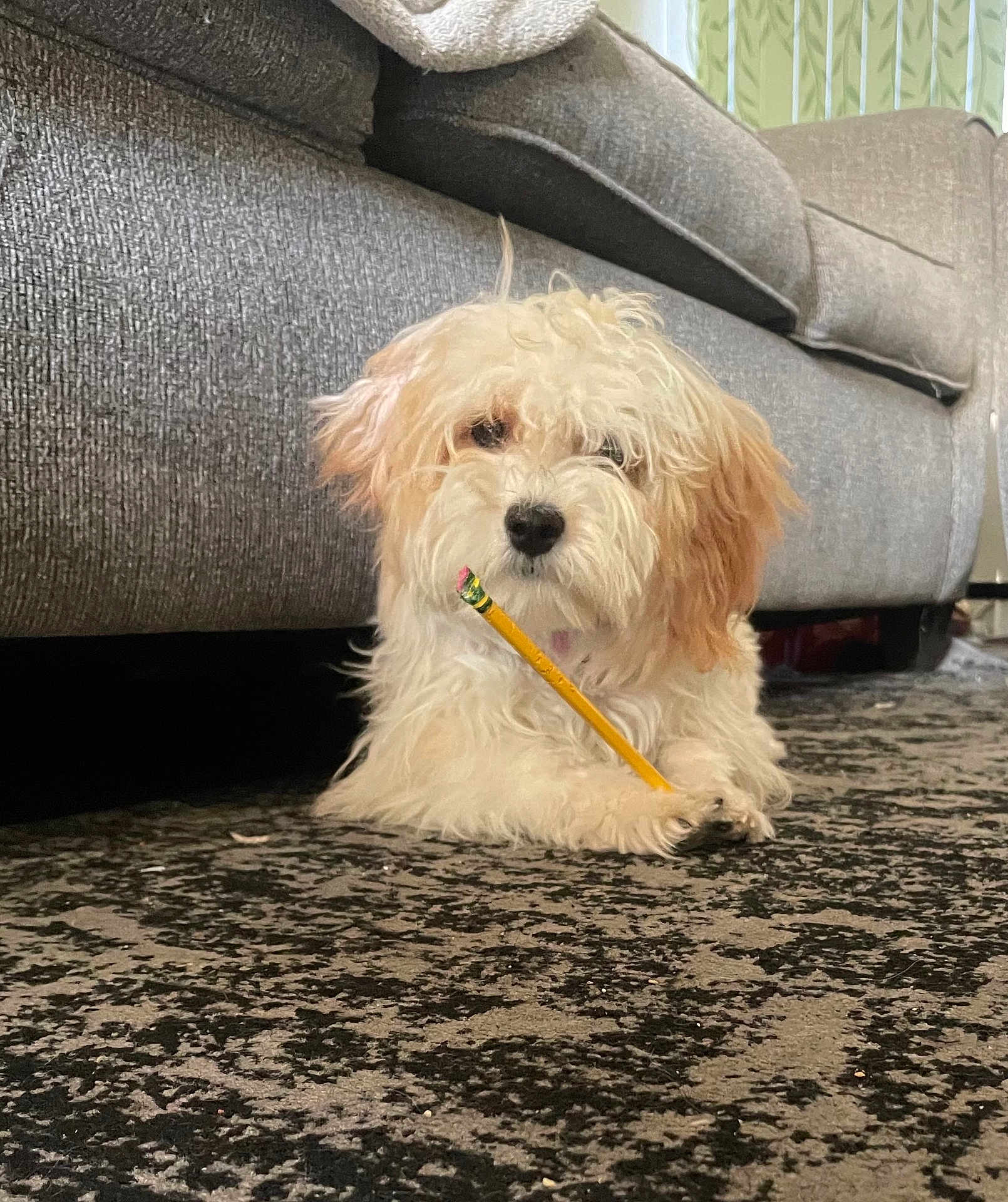 Penny is registered to the contest to win money with this photo: dog, carpet, pencil, furniture, indoor, pet, gray_couch, fluffy, white_dog, brown_ears, lying_down, front_paws, home, curtains, close_up, cute, animal, relaxed, domestic, cozy