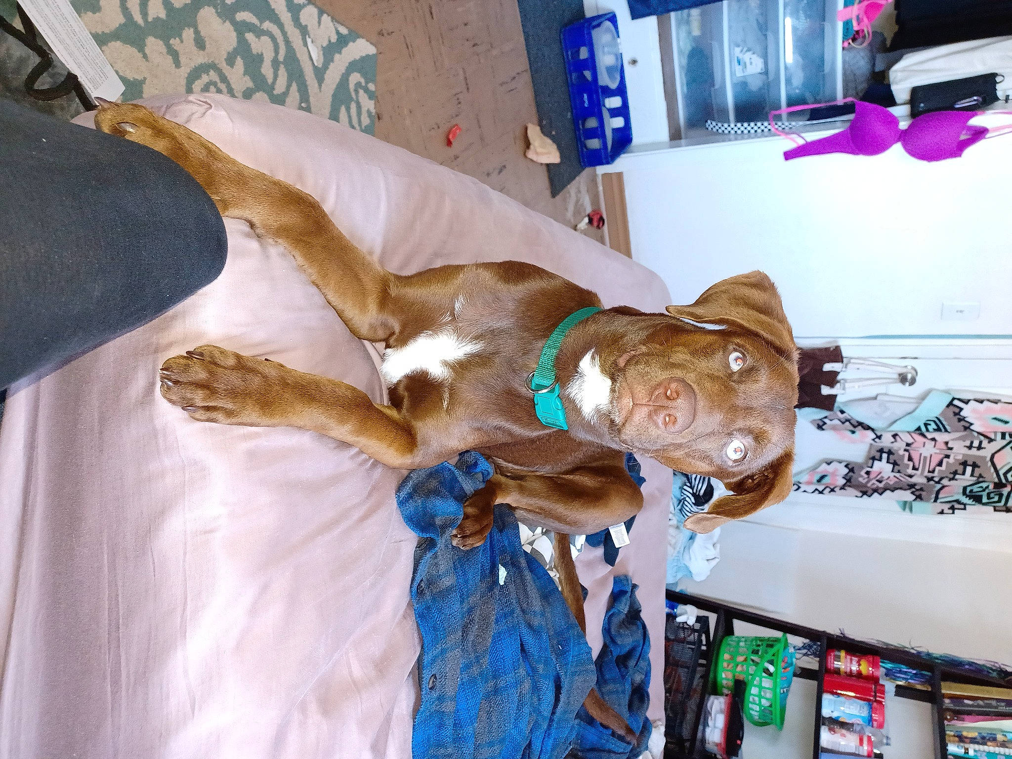 Browning joined the competition — help win amazing prizes! art, canidae, fawn, felidae, fun, fur, room, sculpture, small_to_medium_sized_cats, sporting_group, visual_arts, wood, working_animal