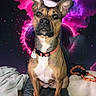 Vega participe au concours pour gagner de l'argent avec cette photo : dog, pet, animal, collar, couch, indoor, smoke, purple, pink, cosmic, fantasy, portrait, ears, fur, muzzle, leash, resting, looking_up, household, cute