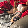 Vega participe au concours pour gagner de l'argent avec cette photo : dog, couch, blanket, red_blanket, gray_blanket, relaxed, upside_down, pet, indoor, leather_couch, canine, sleeping, collar, brown_dog, comfortable, home, resting, funny_pose, cozy, animal