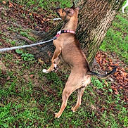 Vega a rejoint le concours — aidez-le/la à gagner de superbes lots ! dog, leash, tree, grass, outdoor, park, animal, pet, brown_dog, nature, canine, sniffing, walking, collar, leaves, daylight, side_view, curious, young_dog, ground