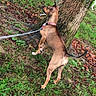 dog, leash, tree, grass, outdoor, park, animal, pet, brown_dog, nature, canine, sniffing, walking, collar, leaves, daylight, side_view, curious, young_dog, ground