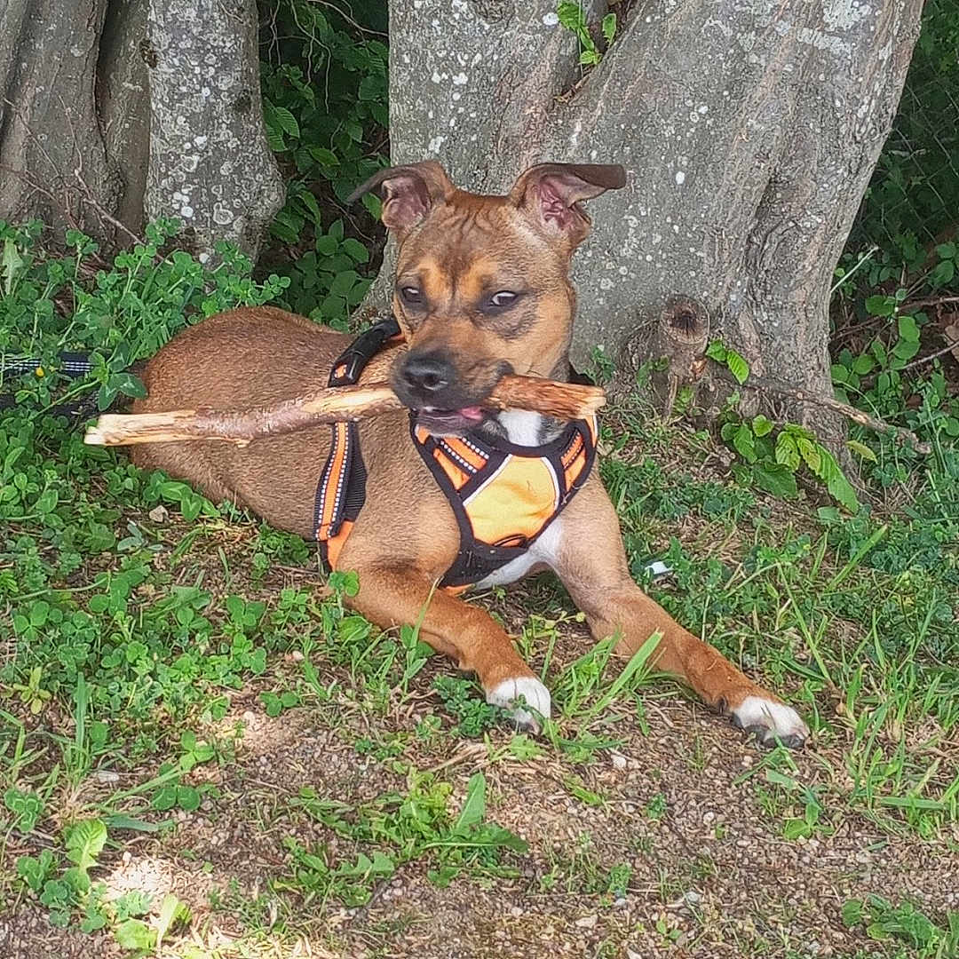 Vega participe au concours pour gagner de l'argent avec cette photo : dog, stick, grass, tree_trunk, outdoor, pet, canine, nature, playful, harness, brown_dog, leafy, sunlight, resting, animal, cute, summer, greenery, ground, park