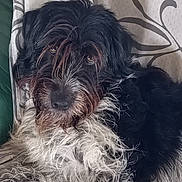 Rooth participe au concours pour gagner de l'argent avec cette photo : animal, black_and_white, canine, closeup, couch, curtain, dog, ears, eyes, fur, furniture, home, indoor, laying_down, nose, pet, portrait, relaxed, scruffy, whiskers