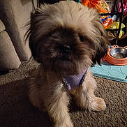 Pippa joined the competition — help win amazing prizes! background, blurred, brown, canine, carpet, dog, domestic_animal, floor, fluffy, food_bag, furniture, furry, harness, household, indoor, mat, pet, pet_bowl, puppy, sitting