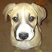 Buddy joined the competition — help win amazing prizes! animal, ball, beagle, boxer, bulldog, canine, dog, greatdane, hound, husky, labradorretriever, pet, pitbull, puppy, snout, sport, tennis, tennisball, whitedog