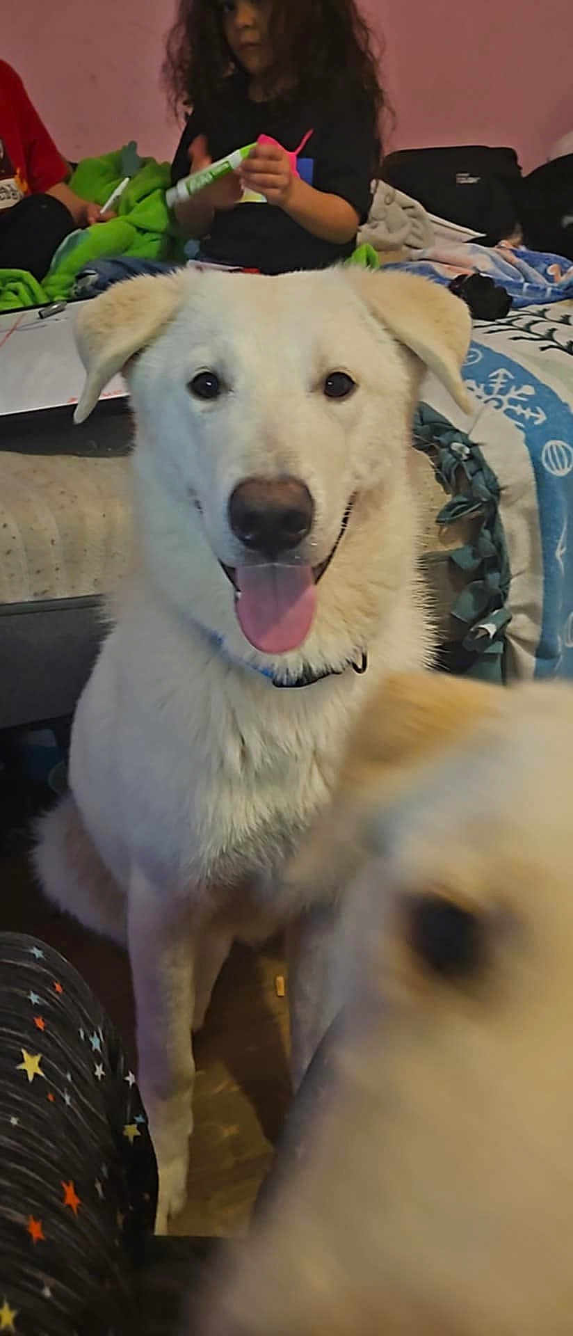 Bolt joined the competition — help win amazing prizes! dog, white_dog, smiling, tongue_out, indoor, child, curly_hair, blurred_background, bed, blanket, person, happy, pet, animal, furniture, cozy, sitting, close_up, playful, pajamas