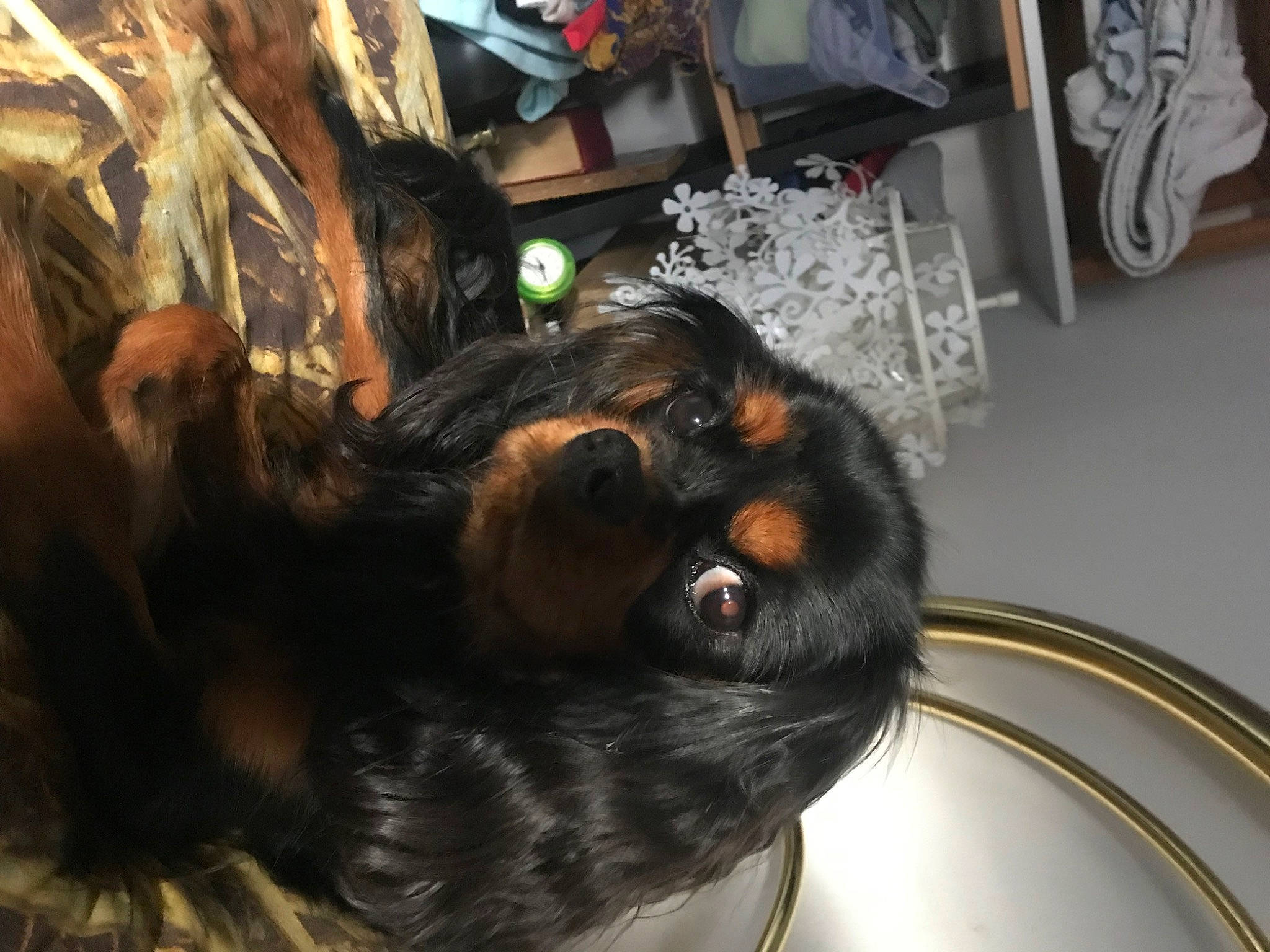 Tonka a rejoint le concours — aidez-le/la à gagner de superbes lots ! black_hair, canidae, carnivore, claw, companion_dog, dog, dog_breed, ear, felidae, fur, guard_dog, liver, metal, small_to_medium_sized_cats, snout, sporting_group, sunglasses, whiskers, wood, working_animal