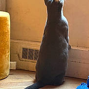Tino participe au concours pour gagner de l'argent avec cette photo : back_view, blue_cloth, cat, cozy, curious, domestic, ears, furniture, hardwood_floor, indoor, ottoman, pet, radiator, shadow, silhouette, sitting, sunlight, tail, whiskers, window