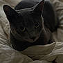 Tino participe au concours pour gagner de l'argent avec cette photo : bed, bedding, blanket, cat, close_up, cozy, ears, feline, fur, gray_cat, indoors, looking_up, pet, portrait, relaxed, shadow, sleepy, soft_light, whiskers, yellow_eyes
