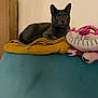 blue_upholstery, cardboard_box, cat, cheshire_toy, cozy, curious, gray_cat, indoor, mustard_towel, pet, pink, plush_toy, portrait, smile, sofa, stuffed_animal, toy, wall, wide_eyes, yellow_towel