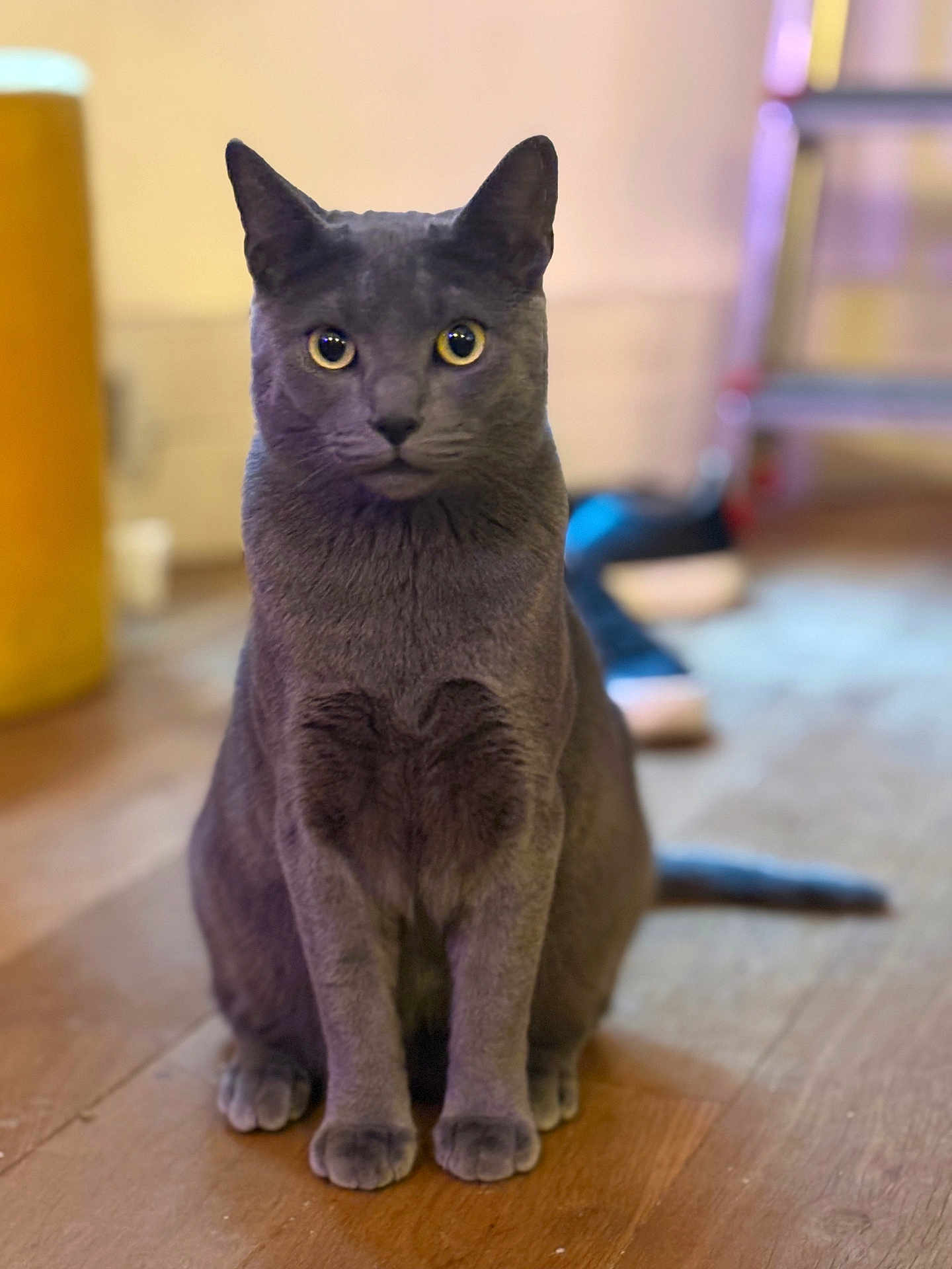 Tino participe au concours pour gagner de l'argent avec cette photo : bokeh, cat, centered_subject, cozy, domestic_cat, ears, feline, grey_cat, heart_marking, indoor, looking_at_camera, paws, pet, portrait, shallow_depth_of_field, short_hair, sitting, whiskers, wooden_floor, yellow_eyes