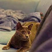 Tino participe au concours pour gagner de l'argent avec cette photo : cat, grey_cat, pet, sofa, couch, blanket, paws, whiskers, ears, eyes, fur, portrait, indoor, living_room, cozy, relaxed, domestic_cat, looking_up, bokeh, furniture