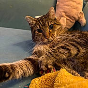 Cassis participe au concours pour gagner de l'argent avec cette photo : cat, tabby_cat, pet, whiskers, paw, large_eyes, fur, couch, sofa, plush_toy, blanket, toy_ball, closeup, portrait, lounging, indoor, cozy, living_room, striped_fur, relaxed