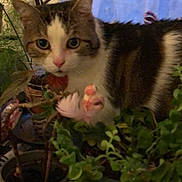 Raven a rejoint le concours — aidez-le/la à gagner de superbes lots ! cat, tabby, pet, houseplant, potted_plant, indoor, plant_pot, windowsill, curious, greenery, whiskers, pink_nose, close_up, portrait, feline, leaves, soil, ear, eye_contact, domestic_cat