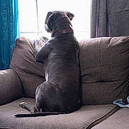 Blue joined the competition — help win amazing prizes! dog, pet, large_dog, couch, sofa, window, looking_out, back_view, indoor, living_room, curtain, cushion, tail, sitting, collar, paw, backlit, upholstery, relaxed, alert