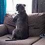 dog, pet, large_dog, couch, sofa, window, looking_out, back_view, indoor, living_room, curtain, cushion, tail, sitting, collar, paw, backlit, upholstery, relaxed, alert