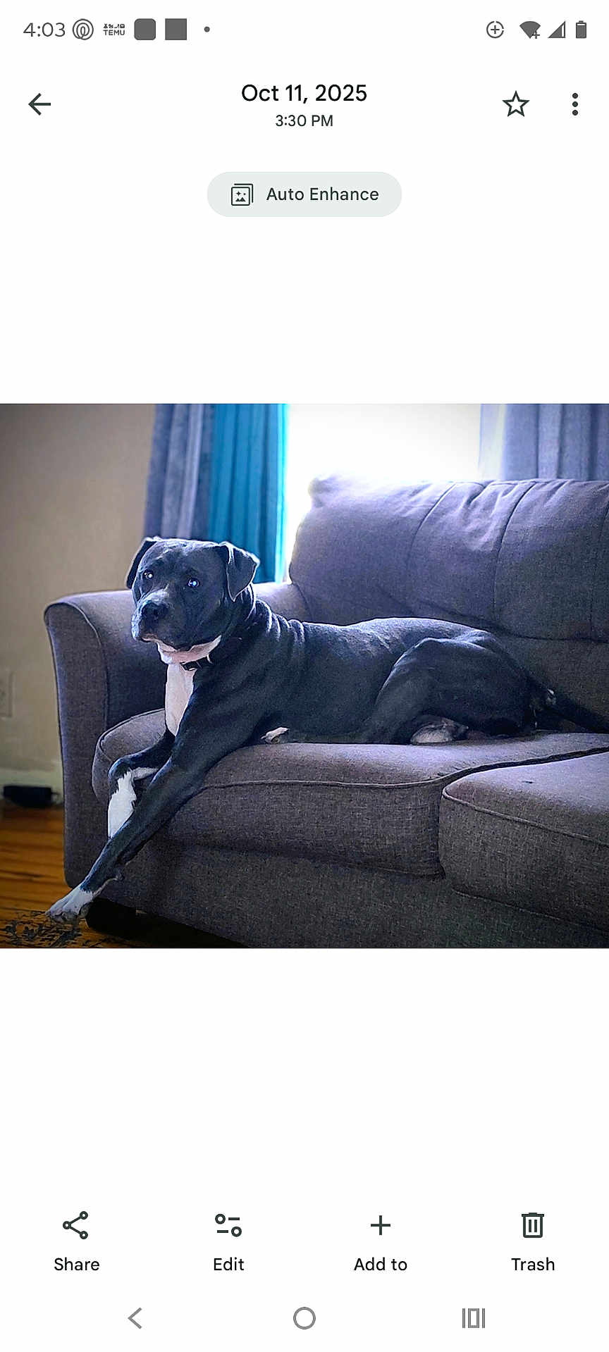 Blue joined the competition — help win amazing prizes! dog, black_dog, couch, sofa, living_room, indoor, pet, canine, portrait, relaxed, paw, white_chest, fur, window, curtain, wood_floor, home, seat, looking_at_camera, large_dog