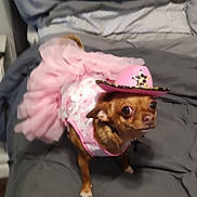 Bella joined the competition — help win amazing prizes! dog, chihuahua, small_dog, brown_fur, pet, animal, cowgirl_hat, pink_outfit, frilly_dress, costume, dressed_up, bed, bedding, indoor, portrait, standing, cute, funny, companion_animal, photography