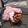 dog, chihuahua, small_dog, brown_fur, pet, animal, cowgirl_hat, pink_outfit, frilly_dress, costume, dressed_up, bed, bedding, indoor, portrait, standing, cute, funny, companion_animal, photography