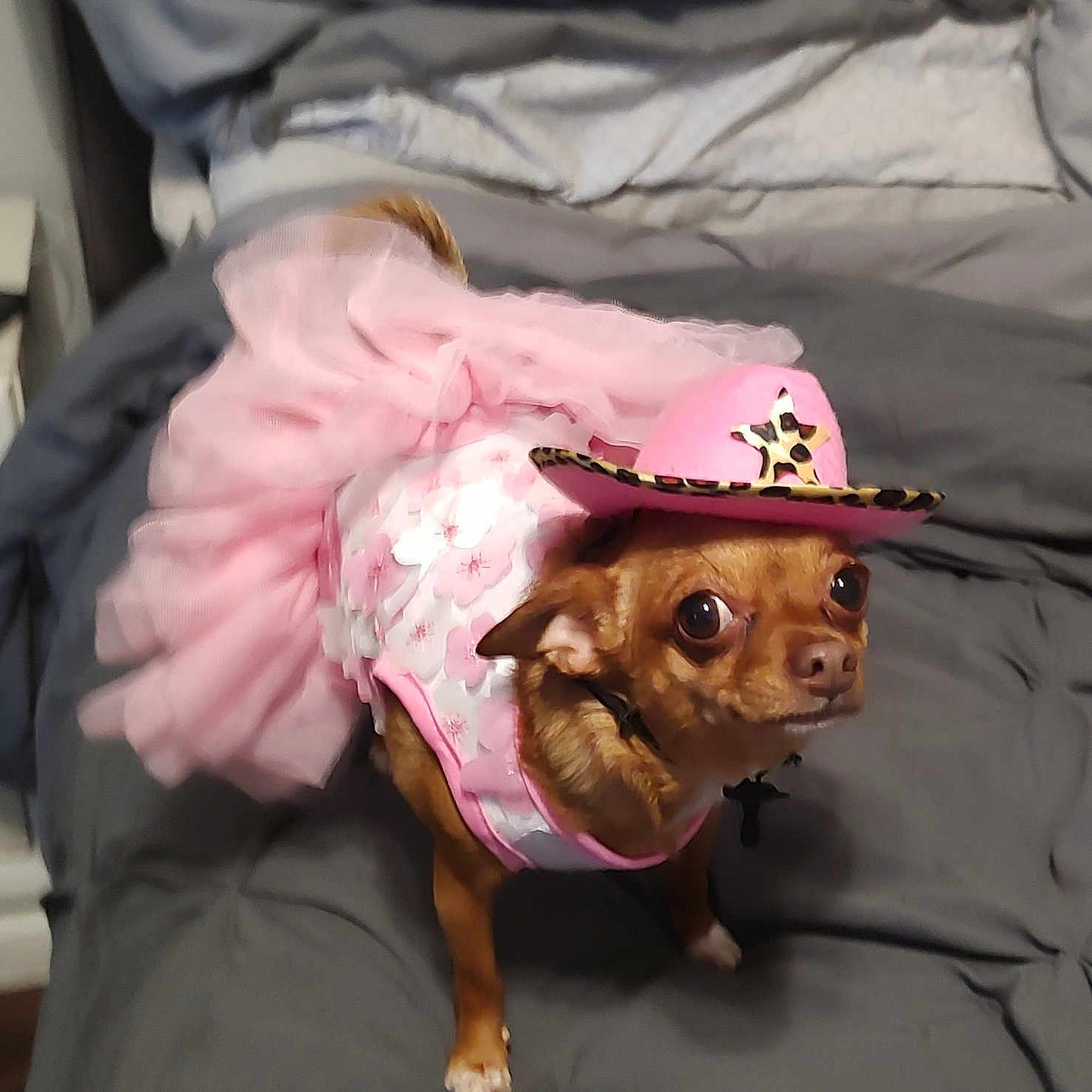 Bella joined the competition — help win amazing prizes! dog, chihuahua, small_dog, brown_fur, pet, animal, cowgirl_hat, pink_outfit, frilly_dress, costume, dressed_up, bed, bedding, indoor, portrait, standing, cute, funny, companion_animal, photography