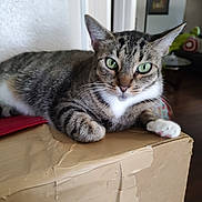 Noel joined the competition — help win amazing prizes! cat, tabby_cat, pet, animal, feline, green_eyes, white_paws, whiskers, striped_fur, lying_down, resting, cardboard_box, indoors, home, portrait, close_up, alert, serious_expression, furniture, colorful_toy