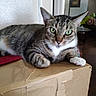 cat, tabby_cat, pet, animal, feline, green_eyes, white_paws, whiskers, striped_fur, lying_down, resting, cardboard_box, indoors, home, portrait, close_up, alert, serious_expression, furniture, colorful_toy