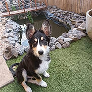 Alf participe au concours pour gagner de l'argent avec cette photo : puppy, dog, grass, pond, rocks, bridge, garden, outdoor, pet, animal, ears, black_and_white, sitting, curious, young_dog, nature, fence, decorative, water, backyard