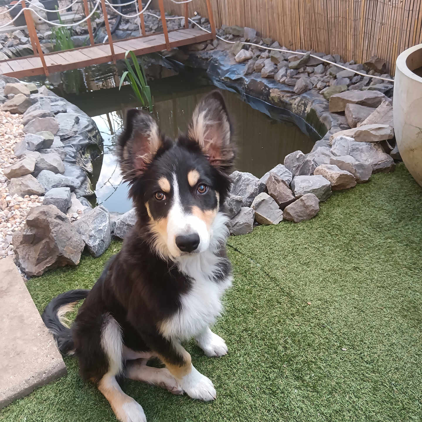 Alf participe au concours pour gagner de l'argent avec cette photo : puppy, dog, grass, pond, rocks, bridge, garden, outdoor, pet, animal, ears, black_and_white, sitting, curious, young_dog, nature, fence, decorative, water, backyard