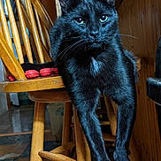 Harley Bear joined the competition — help win amazing prizes! animal, architecture, armchair, barstool, blackcat, building, cat, chair, diningtable, furniture, hardwood, indoors, interiordesign, livingroom, manx, pet, plywood, room, table, wood