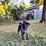 Lilith is registered to the contest to win money with this photo: animal, autumn, black_dog, blue_eye, curious, dog, fence, grass, house, leaf, nature, outdoor, pet, playful, pug, standing, sunlight, tree, twig, yard