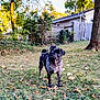 animal, autumn, black_dog, blue_eye, curious, dog, fence, grass, house, leaf, nature, outdoor, pet, playful, pug, standing, sunlight, tree, twig, yard