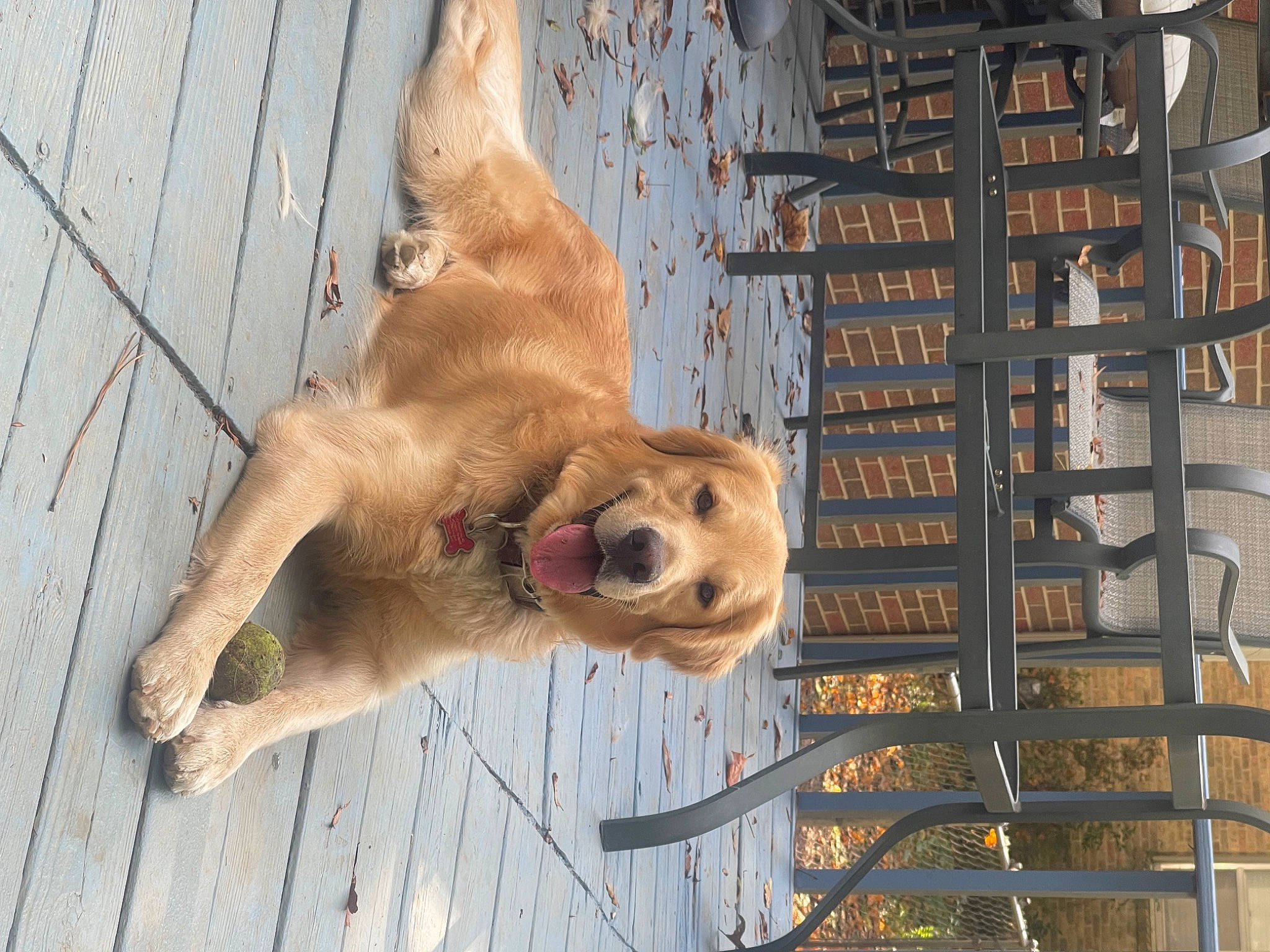 Cosmo joined the competition — help win amazing prizes! ancient_dog_breeds, animal_shelter, canidae, carnivore, collar, companion_dog, dog, dog_breed, dog_supply, fawn, fur, non_sporting_group, paw, pet_supply, snout, sporting_group, street_dog, terrestrial_animal, wood, working_animal