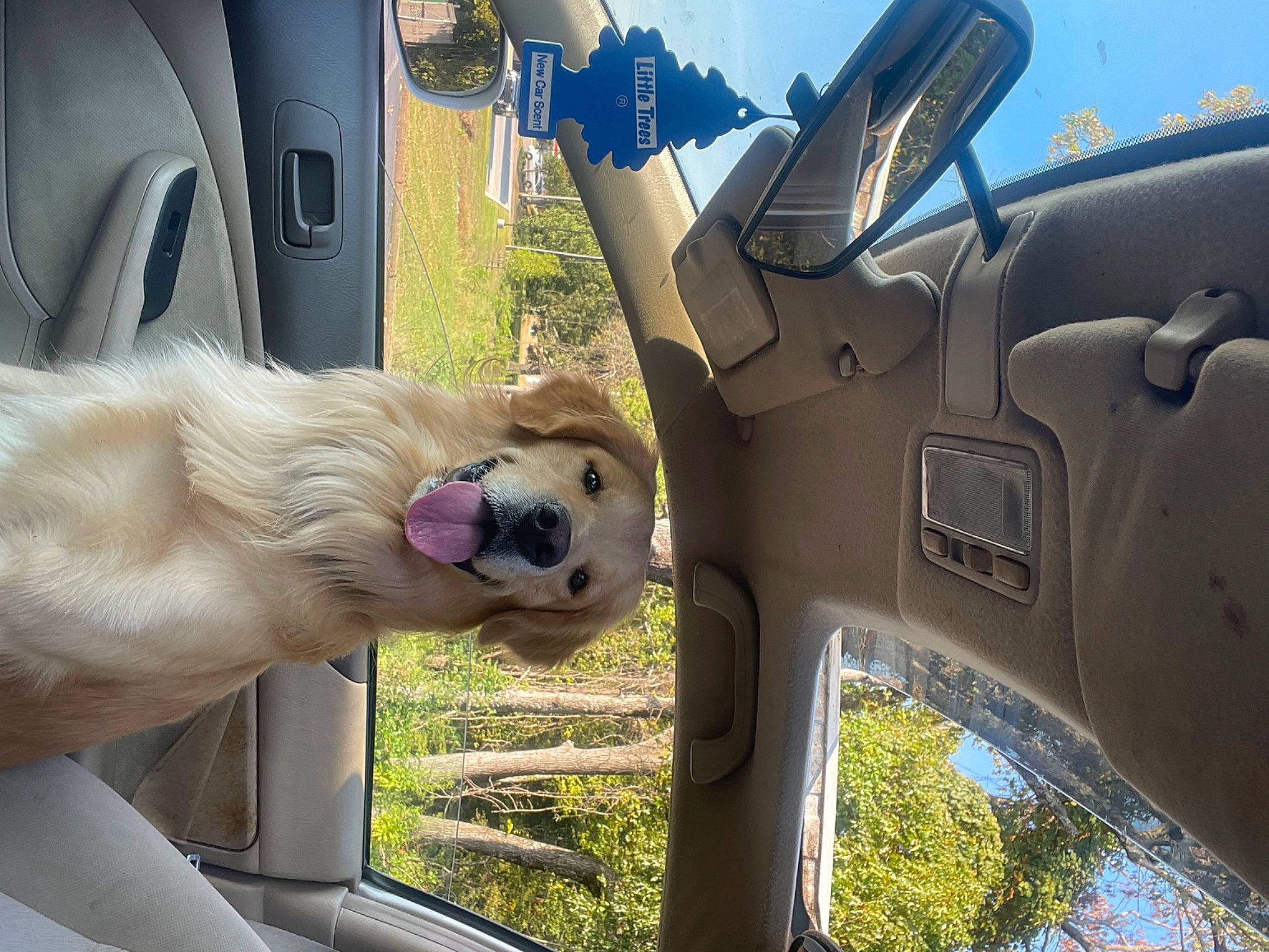 Cosmo joined the competition — help win amazing prizes! auto_part, automotive_exterior, automotive_mirror, automotive_window_part, car, dog, family_car, fawn, gesture, light, mode_of_transport, motor_vehicle, plant, rear_view_mirror, sky, tree, vehicle, vehicle_door, window, windshield