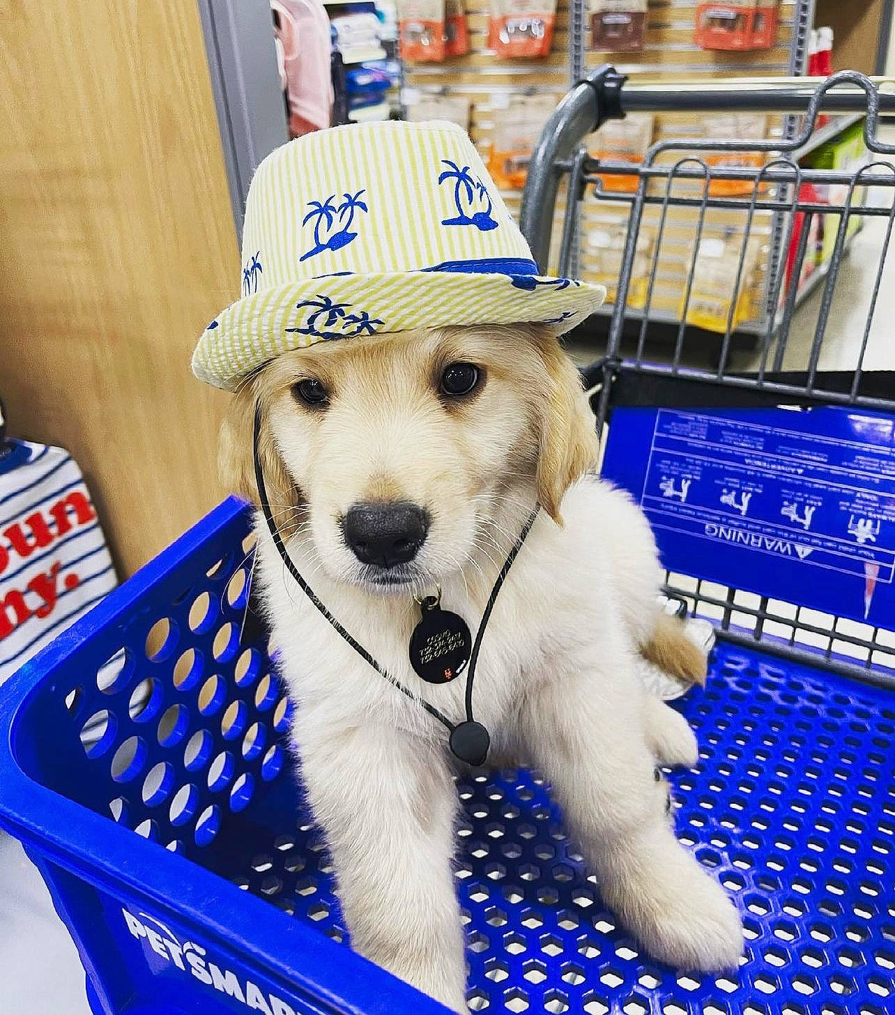 Cosmo is registered to the contest to win money with this photo: blue, canidae, carnivore, collar, companion_dog, dog, dog_breed, dog_clothes, dog_collar, dog_supply, fashion_accessory, flooring, fur, hat, leash, paw, pet_supply, selfie, snout, sporting_group