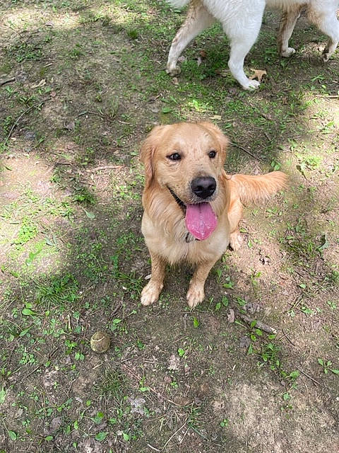 Cosmo is registered to the contest to win money with this photo: canidae, carnivore, companion_dog, dog, dog_breed, fawn, grass, guard_dog, gun_dog, hunting_dog, labrador_retriever, plant, retriever, soil, sporting_group, street_dog, tail, water, working_animal, working_dog